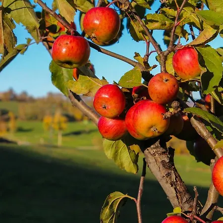 Antica Corte Casa Marini * Polinago