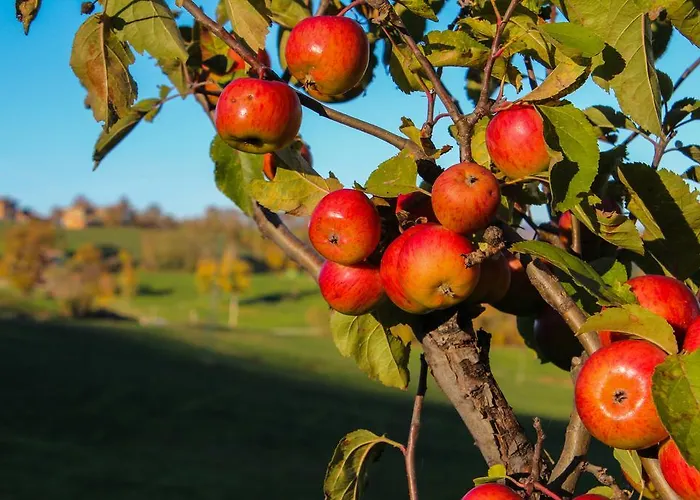 Antica Corte Casa Marini * Polinago